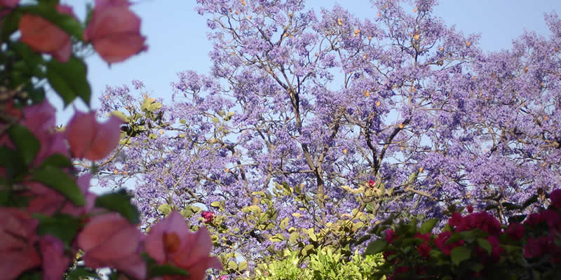 Spring in San Miguel